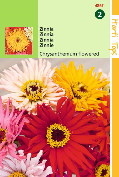 Zinnia elegans Chrysanthemum Mix - 170 seeds HT